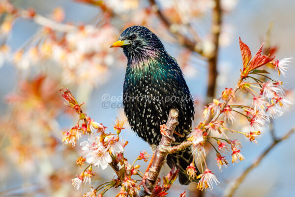 Independent business: Ed Brown Wildlife&nbsp;Photography